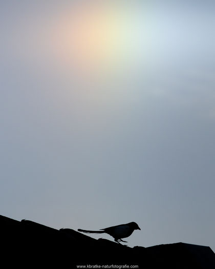 Elster unter Halo-Effekt