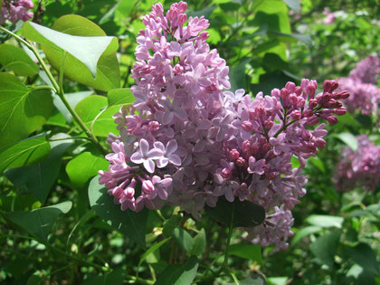 Syringa