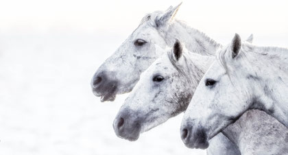 Camargue 7