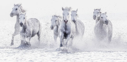 Camargue 2