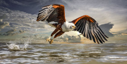Animal.Art 13