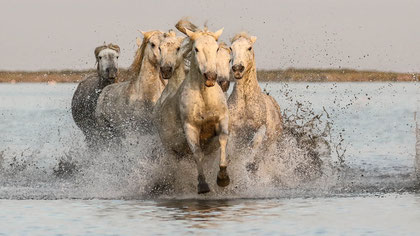 Camargue 6