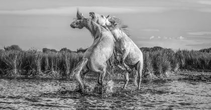 Camargue 8