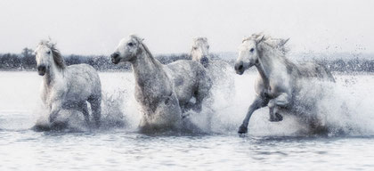 Camargue 12