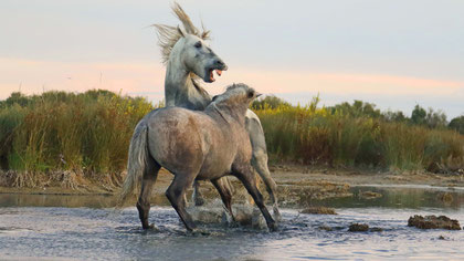 Camargue 14