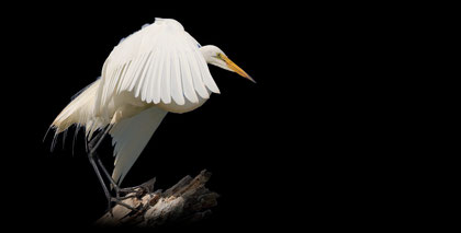 Animal.Art 9