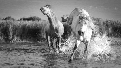 Camargue 9