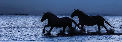 Camargue 11