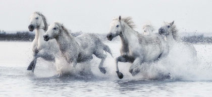 Camargue 13