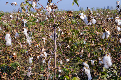 cotton giza harvest experience llc