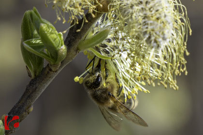 Der Frühling ist da #apismellifera #spring #frühling #bienen #honigbienen #bee #honeybee #honeybees #nektar #fleißigesbienchen #fleissige_bee_nchen #nature #nature #naturephotography #naturelovers