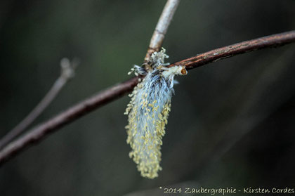 0424 like a feather