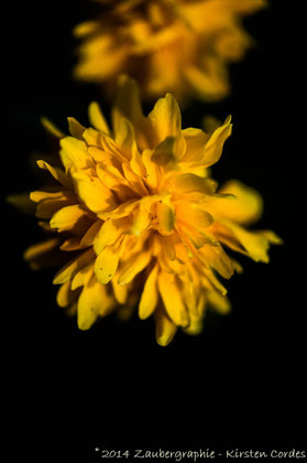 0432 mallow yellow