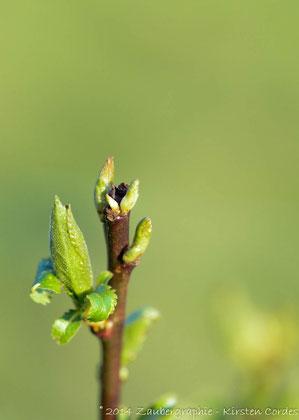 0423 green beginnings