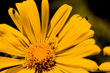 0489 yellow sun