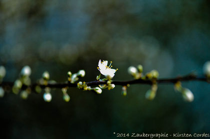 0426 spring