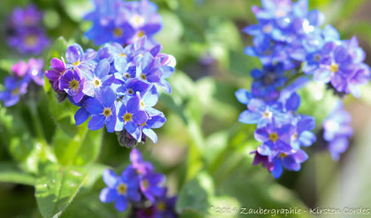 0509 spring in blue