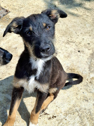 Brunella 01/2025