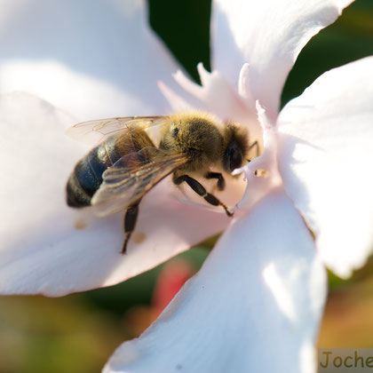 Orleanderblüte