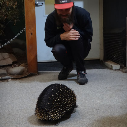 Ein Echidna, was seinen Weg in Richtung Kai macht... unbeholfen ist gar kein Ausdruck für ihre Fortbewegungsweise. 