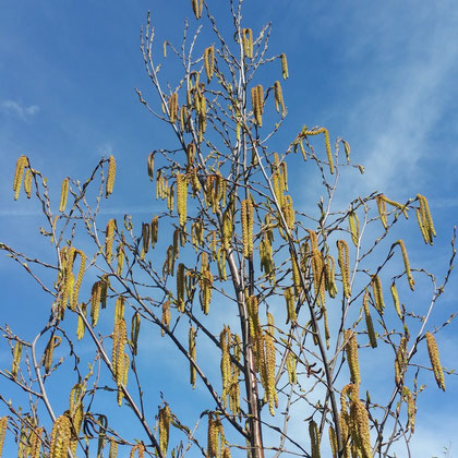 betula albosinensis fascination