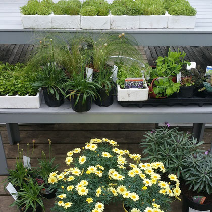 various plants