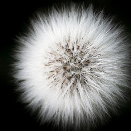 ケセランパサラン展 音ノ怪 絵ノ怪 ケセランパサラン展 音ノ怪 絵ノ怪