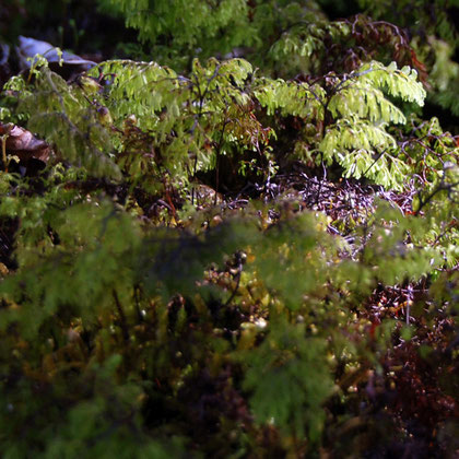 A beautiful ferny moss - like a miniature forest - but I'm blowed if I can identify it