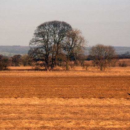 Farmland and trees, Vale of York