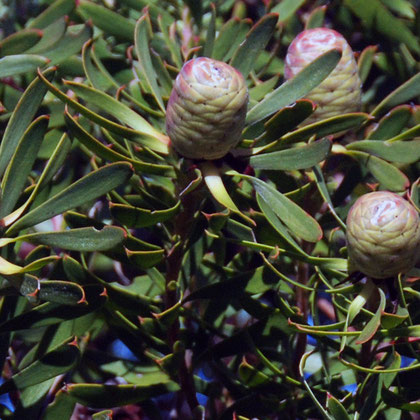 Detail of Cone Bush (Leucadendron)