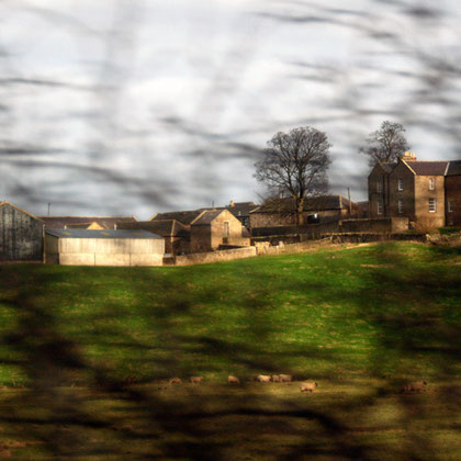  Sheep and Farm between Berwick-upon-Tweed and Alnmouth