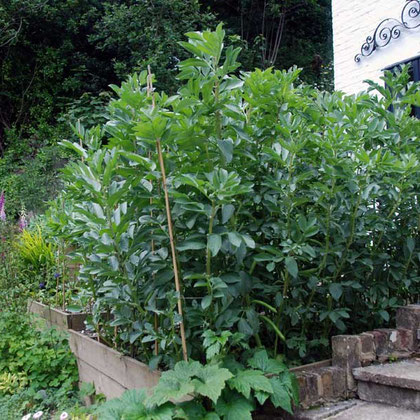 Tallest broadbean plants ever