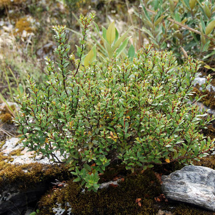 Gaultheria rupestris and moss (racomitrium crispulum)