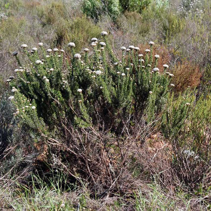 Bontebok plant