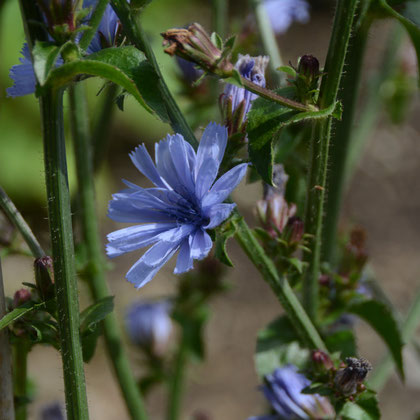 Flowers of Palla Rossa chicory gone to seed. Pretty though. 