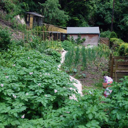 Veg plot. Garic's been done in by rust this year.