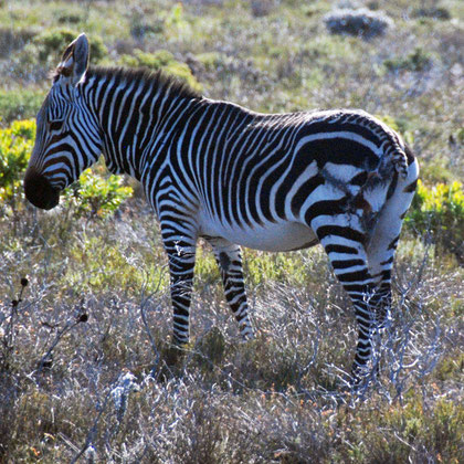 The other side of the zebra with missing tail and stitched-up injuries