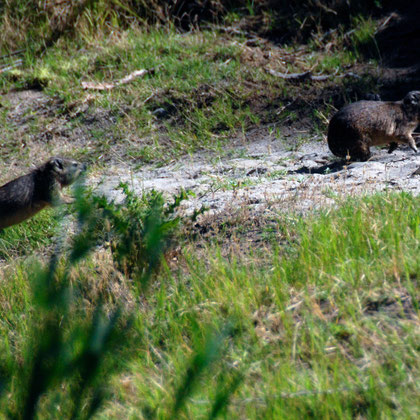 They rarely forage more than 50m from their rocky homes