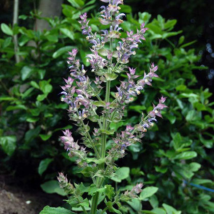 Clary sage