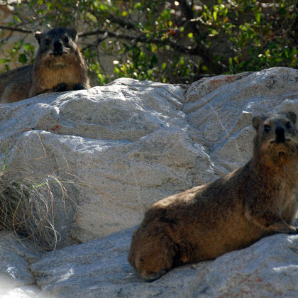 Distantly related to the elephant the Dassie has long tusk-like upper incisors and padded feet kept moist by sweat glands