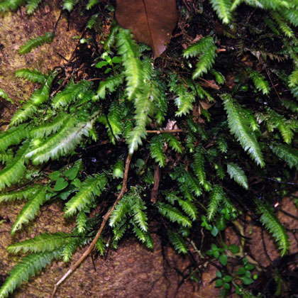 A forest liverwort - (Acromastigum colensoanum) 