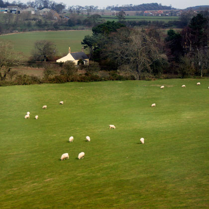 Sheep in spring fields, March 2011