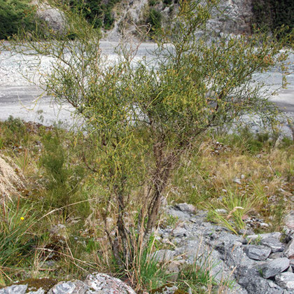 Tree broom (Carmichaelia  arborea)  and Poa novae-zelandiae grass