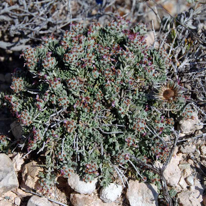 Plants on coast between Agios Giorgios Alamanos beach and Cyprus Cement Company