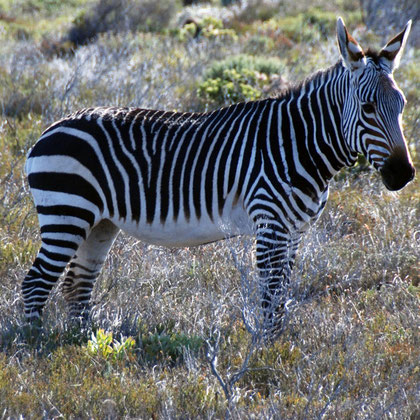 Cape Zebra on the Olifantbos Bay road