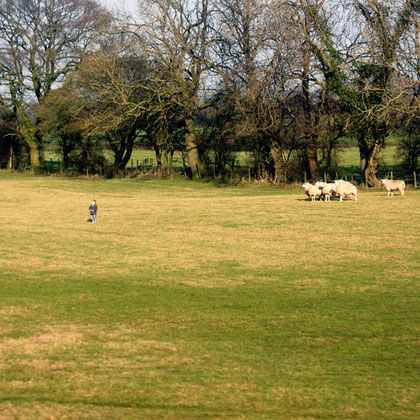 Boy and sheep in Vale of York