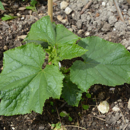 Ridge cucumber - the burpless one - take a while to get going outside but prolific when they do.