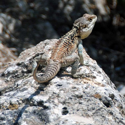 Sling-tailed Agama