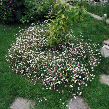 Erigeron karvinskianus "Profusion" (2nd year and doing well)