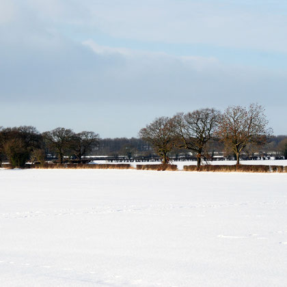 Oaks and Ash trees